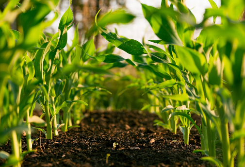 Como Maximizar a Eficiência da Adubação Foliar
