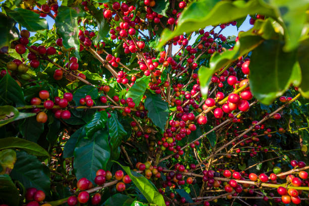 LA FORM DO BRASIL Lança Nova Linha de Produtos para Café